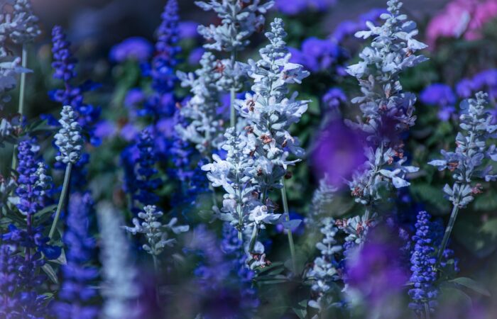 Le_plumbago,_la_belle_bleue_qui_parfume_nos_jardins_et_nos_maisons